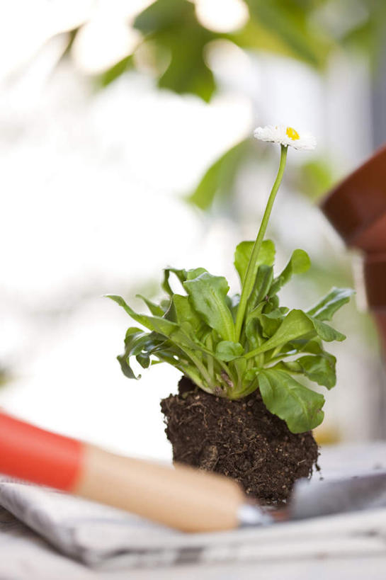 无人,竖图,俯视,室外,特写,白天,植物,报纸,叶子,一张,朦胧,模糊,装饰,盛开,信息,笔,盆栽,泥土,土壤,绿叶,办公用品,盆景,花蕾,文具,花,花瓣,花朵,鲜花,黄色,红色,绿色,白色,自然,学习用品,花苞,花蕊,嫩叶,生长,成长,新闻,华丽,修饰,文具用品,点缀,一支,衬托,美观,雅致,雅观,叶,叶片,彩图,高角度拍摄,报刊