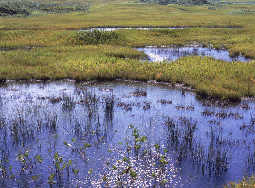 无人,横图,俯视,室外,白天,旅游,度假,河流,美景,水,植物,芦苇,叶子,日本,亚洲,枯萎,河水,景观,水流,粽叶,枯草,绿叶,娱乐,草,黄色,自然,享受,休闲,嫩叶,景色,放松,自然风光,东亚,本州,本州岛,日本国,东北地方,箬叶,芦苇叶,山形,山形县,叶,叶片,彩图,高角度拍摄