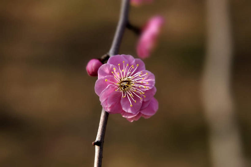 无人,横图,俯视,室外,特写,白天,旅游,度假,美景,日本,亚洲,阴影,朦胧,模糊,盛开,光线,影子,景观,梅花,枝条,花蕾,娱乐,花,花瓣,花朵,鲜花,两朵,粉色,阳光,自然,花苞,花蕊,享受,休闲,景色,放松,大阪,自然风光,东亚,本州,大阪府,本州岛,日本国,近畿地方,近畿,彩图,高角度拍摄