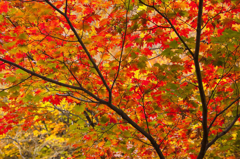 无人,横图,室外,白天,仰视,旅游,度假,美景,秋季,枫树,叶子,日本,亚洲,景观,枫叶,枯叶,落叶,娱乐,黄色,红色,自然,享受,休闲,景色,放松,枫树叶,自然风光,东亚,本州,本州岛,日本国,青森,青森县,东北地方,叶,叶片,秋,秋天,彩图,低角度拍摄