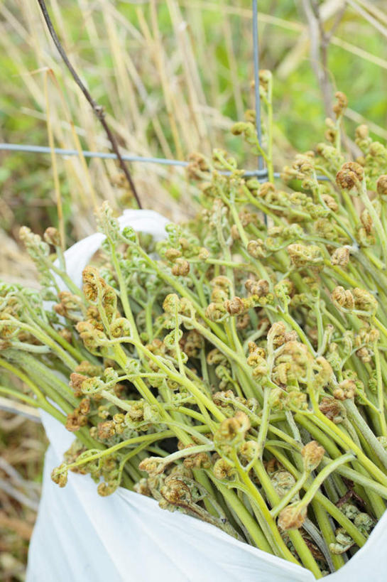 无人,竖图,俯视,室外,特写,白天,旅游,度假,美景,植物,叶子,许多,包,景观,绿叶,草药,药草,野草,娱乐,捆,中药,自然,享受,休闲,嫩叶,景色,放松,自然风光,药材,中草药,中药材,本草,叶,叶片,彩图,高角度拍摄