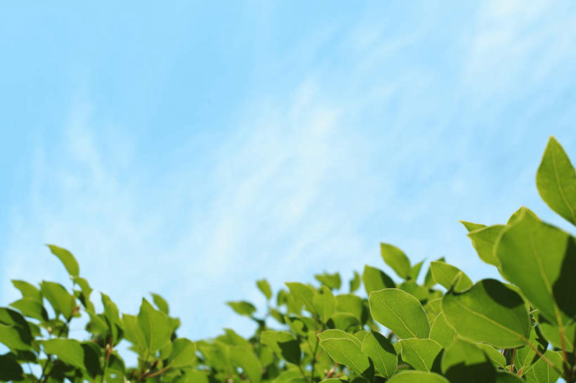 无人,横图,室外,白天,仰视,旅游,度假,美景,叶子,东京,日本,亚洲,朦胧,模糊,景观,云,云朵,绿叶,云彩,娱乐,蓝色,白云,蓝天,天空,自然,天,享受,休闲,嫩叶,景色,放松,晴朗,自然风光,东亚,本州,关东地方,本州岛,日本国,东京都,叶,叶片,晴空,彩图,低角度拍摄