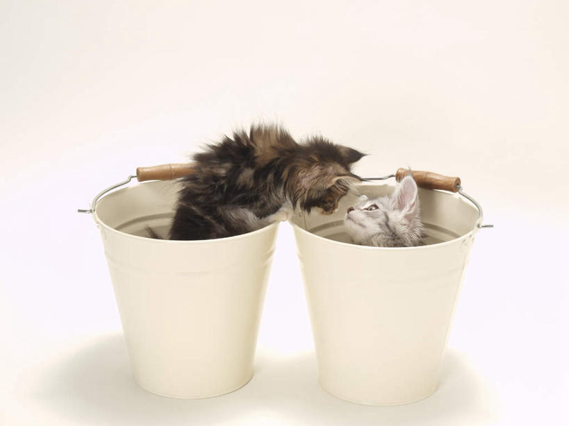 无人,横图,俯视,室内,特写,白天,白色背景,宠物,猫,撑,铁桶,桶,注视,相视,两个,动物,容器,观察,看,趴着,两只,面对面,可爱,摄影,影棚,观看,储藏,对视,察看,撑着,储存,关注,相对,猫咪,相看,趴,彩图,高角度拍摄,全身,影棚拍摄,拍摄,贮存