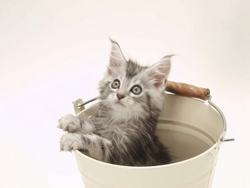 无人,横图,俯视,室内,特写,白天,宠物,猫,金属制品,撑,金属,铁桶,桶,扭头,注视,一个,一只,动物,容器,观察,看,趴着,转头,可爱,摄影,影棚,单个,观看,储藏,察看,撑着,储存,关注,猫咪,趴,彩图,高角度拍摄,全身,影棚拍摄,拍摄,贮存