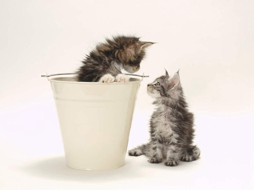 无人,坐,横图,室内,特写,白天,白色背景,正面,宠物,猫,金属制品,金属,铁桶,桶,注视,相视,一个,动物,容器,观察,看,趴着,两只,面对面,可爱,摄影,影棚,单个,观看,储藏,对视,察看,储存,关注,相对,猫咪,相看,趴,坐着,彩图,全身,影棚拍摄,拍摄,贮存