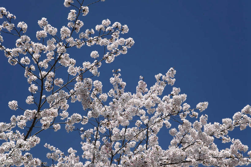 无人,横图,室外,白天,仰视,旅游,度假,美景,植物,樱花,京都,日本,亚洲,一棵,许多,盛开,景观,花蕾,娱乐,花,花瓣,花朵,鲜花,树,树木,粉色,蓝色,绿色,蓝天,天空,自然,天,花苞,花蕊,享受,休闲,景色,放松,京都府,生长,晴朗,成长,自然风光,东亚,本州,万里无云,本州岛,日本国,近畿地方,近畿,仙樱花,福岛樱,青肤樱,晴空,晴空万里,荆桃,彩图,低角度拍摄