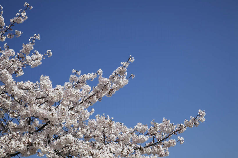 无人,横图,室外,白天,仰视,旅游,度假,美景,植物,樱花,京都,日本,亚洲,一棵,许多,盛开,景观,花蕾,娱乐,花,花瓣,花朵,鲜花,树,树木,粉色,蓝色,绿色,蓝天,天空,自然,天,花苞,花蕊,享受,休闲,景色,放松,京都府,生长,晴朗,成长,自然风光,东亚,本州,万里无云,本州岛,日本国,近畿地方,近畿,仙樱花,福岛樱,青肤樱,晴空,晴空万里,荆桃,彩图,低角度拍摄