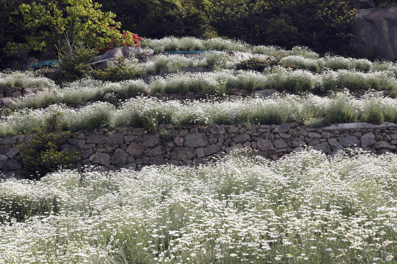 无人,横图,俯视,室外,白天,爱情,旅游,度假,草地,草坪,花海,花圃,美景,植物,叶子,广岛县,日本,亚洲,许多,阴影,盛开,光线,影子,景观,绿叶,花蕾,娱乐,草,花,花瓣,花朵,花卉,鲜花,绿色,阳光,自然,花丛,花束,花田,花苞,花蕊,享受,休闲,嫩叶,菊花,景色,放松,吉祥,自然风光,东亚,本州,本州岛,日本国,広岛,中国地方,高洁,长寿,怀恋,清净,真情,寿客,秋菊,叶,叶片,彩图,高角度拍摄