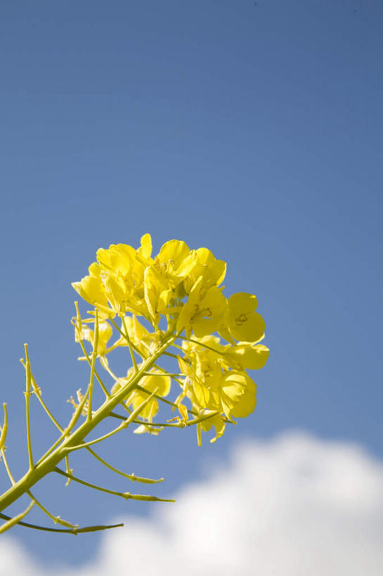 无人,竖图,室外,特写,白天,正面,旅游,度假,美景,东京,日本,亚洲,朦胧,模糊,盛开,景观,云,云朵,花蕾,云彩,娱乐,花,花瓣,花朵,鲜花,一朵,黄色,蓝色,白云,蓝天,天空,自然,天,花苞,花蕊,油菜花,享受,休闲,景色,放松,晴朗,自然风光,东亚,本州,关东地方,本州岛,日本国,东京都,晴空,彩图,芸苔,芸薹