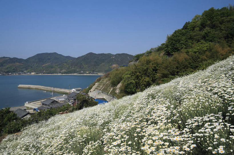 无人,横图,室外,白天,正面,旅游,度假,快乐,幸福,花海,花圃,美景,沙滩,山,山脉,树林,植物,叶子,广岛县,日本,亚洲,许多,盛开,沙子,海岸,景观,山峰,玛格丽特,沙地,山峦,花蕾,娱乐,雏菊,花,花瓣,花朵,花卉,鲜花,树,树木,蓝色,绿色,蓝天,天空,自然,花丛,花束,花田,群山,天,花苞,花蕊,享受,休闲,菊花,景色,放松,活力,生长,晴朗,成长,希望,坚强,自然风光,和平,东亚,离别,本州,万里无云,本州岛,日本国,広岛,中国地方,延命菊,幸福花,春菊,马兰头花,暗恋,纯情,单恋,天真,海滩,晴空,晴空万里,彩图,愉快