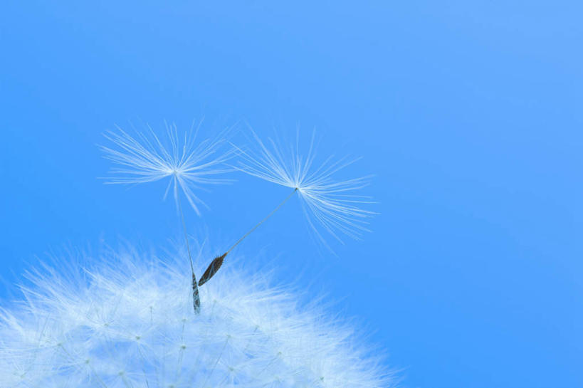 无人,横图,室外,特写,白天,正面,爱情,蒲公英,盛开,飘扬,种子,花蕾,花,花瓣,花朵,鲜花,两个,一朵,蓝色,蓝天,天空,天,花苞,花蕊,摄影,影棚,晴朗,万里无云,开朗,浮荡,飘拂,漂荡,飘零,晴空,晴空万里,蒲公草,尿床草,彩图,影棚拍摄,拍摄,飘荡