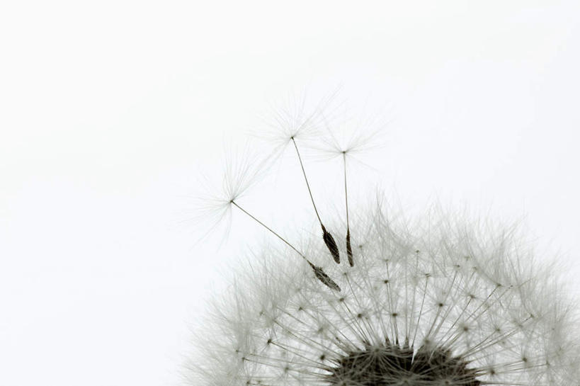 无人,横图,俯视,室内,特写,白天,白色背景,爱情,蒲公英,盛开,种子,花蕾,花,花瓣,花朵,鲜花,三个,一朵,白色,花苞,花蕊,摄影,影棚,开朗,蒲公草,尿床草,彩图,高角度拍摄,影棚拍摄,拍摄