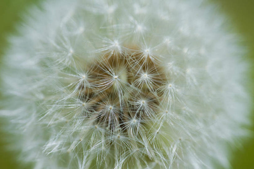 无人,横图,室外,特写,白天,正面,爱情,旅游,度假,美景,蒲公英,朦胧,模糊,盛开,景观,花蕾,娱乐,花,花瓣,花朵,鲜花,一朵,自然,花苞,花蕊,享受,休闲,景色,放松,自然风光,开朗,蒲公草,尿床草,彩图