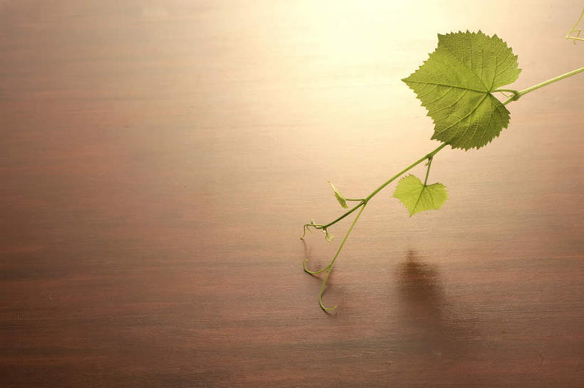 无人,横图,俯视,室内,特写,白天,地板,叶子,阴影,反射,影子,绿叶,地面,木地板,嫩叶,摄影,影棚,叶,叶片,彩图,高角度拍摄,影棚拍摄,拍摄