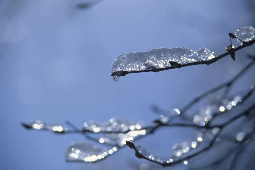 无人,横图,室外,白天,正面,旅游,度假,美景,植物,北海道,日本,亚洲,一棵,朦胧,模糊,冰,景观,霜,娱乐,树,树木,树枝,绿色,自然,浮冰,享受,休闲,景色,放松,寒冷,生长,成长,冰冷,自然风光,东亚,日本国,北海道地方,北海道岛,美瑛町,严寒,美瑛,冰霜,冰凉,酷寒,凛冽,凛凛,极冷,流冰,浮冰块,彩图