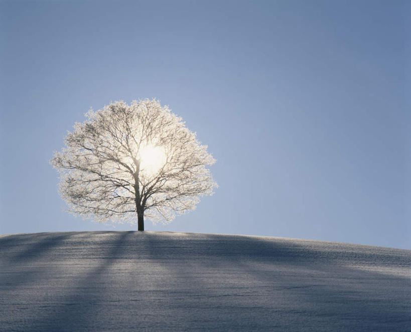 无人,横图,室外,白天,仰视,旅游,度假,美景,植物,北海道,日本,亚洲,阴影,朦胧,模糊,光线,影子,景观,娱乐,树,树木,蓝色,绿色,蓝天,天空,阳光,自然,天,享受,休闲,景色,放松,生长,晴朗,成长,自然风光,东亚,万里无云,日本国,北海道地方,北海道岛,美瑛町,美瑛,晴空,晴空万里,彩图,低角度拍摄