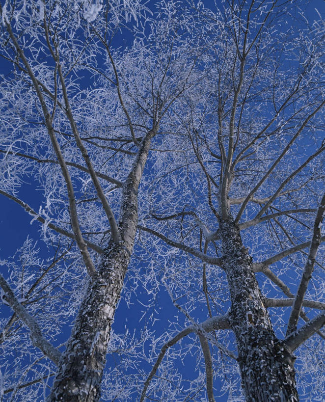 无人,竖图,室外,白天,仰视,旅游,度假,美景,雪,植物,大雪,北海道,日本,亚洲,一棵,朦胧,模糊,积雪,景观,雪景,冬季,冬天,娱乐,树,树木,蓝色,绿色,蓝天,天空,自然,天,享受,休闲,景色,放松,寒冷,生长,晴朗,成长,自然风光,雾凇,东亚,万里无云,日本国,北海道地方,北海道岛,美瑛町,严寒,美瑛,晴空,晴空万里,彩图,低角度拍摄