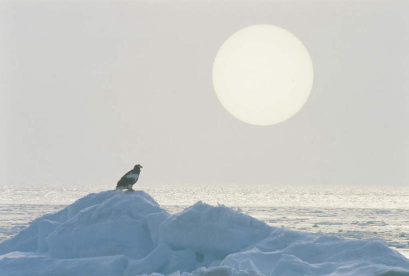 无人,站,横图,室外,白天,正面,旅游,度假,海浪,海洋,美景,海鸟,鸟,北海道,日本,亚洲,朦胧,模糊,鸟类,冰,景观,浪花,水平线,云,云朵,海平线,云彩,娱乐,一只,蓝色,白云,蓝天,天空,自然,海水,浮冰,天,站着,享受,休闲,景色,放松,寒冷,晴朗,冰冷,自然风光,海景,东亚,日本国,北海道地方,北海道岛,严寒,冰凉,酷寒,凛冽,凛凛,极冷,流冰,浮冰块,大海,风浪,海,海水的波动,近岸浪,涌浪,晴空,站立,彩图