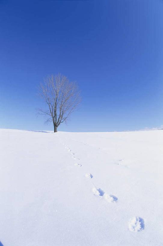 无人,竖图,全景,室外,白天,正面,旅游,度假,美景,天际线,雪,植物,大雪,北海道,日本,亚洲,一棵,枯萎,朦胧,模糊,地平线,积雪,景观,雪景,冬季,冬天,辽阔,枯树,枝条,地面,娱乐,树,树干,树木,树枝,蓝色,绿色,蓝天,天空,自然,天,享受,休闲,景色,放松,寒冷,生长,晴朗,成长,一望无际,自然风光,延伸,东亚,万里无云,日本国,天地相交,北海道地方,北海道岛,严寒,晴空,晴空万里,彩图