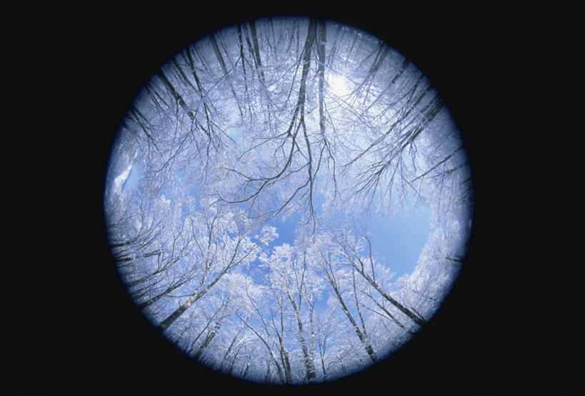 无人,横图,室外,白天,广角镜头,鱼眼镜头,仰视,旅游,度假,美景,森林,树林,植物,北海道,日本,亚洲,黑色背景,朦胧,模糊,圆形,圆环,景观,娱乐,树,树木,蓝色,绿色,蓝天,天空,自然,天,享受,休闲,景色,放松,生长,晴朗,成长,环形,自然风光,东亚,万里无云,日本国,北海道地方,北海道岛,晴空,晴空万里,彩图,低角度拍摄