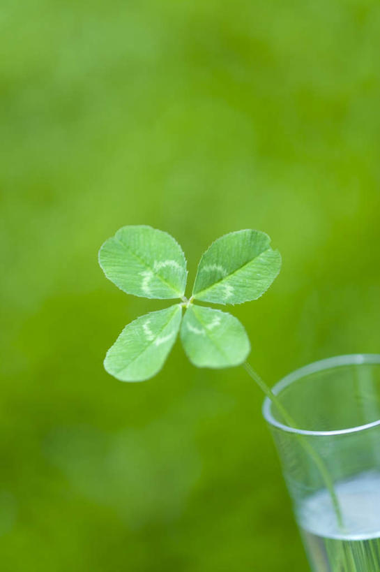 无人,竖图,俯视,室外,特写,白天,旅游,度假,自由,草地,草坪,美景,水,植物,静物,杯子,叶子,朦胧,模糊,液体,景观,水滴,绿叶,四叶草,一杯,娱乐,玻璃制品,草,幸运草,一个,绿色,自然,水杯,享受,休闲,嫩叶,景色,放松,单个,自然风光,和平,牛角花,统一,团结,幸运,叶,叶片,玻璃杯,彩图,高角度拍摄