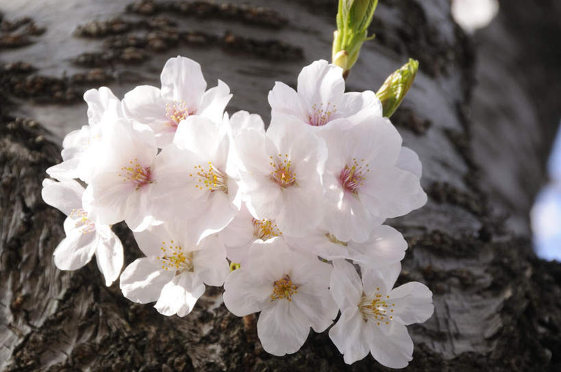 无人,横图,俯视,室外,特写,白天,旅游,度假,河流,美景,水,樱花,静物,神奈川,日本,亚洲,许多,朦胧,模糊,盛开,河水,景观,水流,神奈川县,花蕾,娱乐,花,花瓣,花朵,鲜花,白色,自然,花苞,花蕊,享受,休闲,景色,放松,自然风光,东亚,本州,关东地方,本州岛,日本国,仙樱花,福岛樱,青肤樱,荆桃,彩图,高角度拍摄