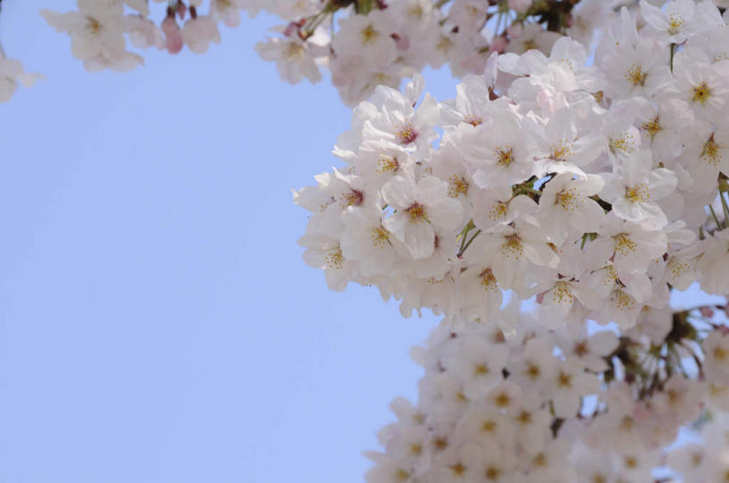 无人,横图,室外,白天,仰视,旅游,度假,美景,樱花,神奈川,日本,亚洲,许多,朦胧,模糊,盛开,景观,神奈川县,花蕾,娱乐,花,花瓣,花朵,鲜花,蓝色,白色,蓝天,天空,自然,天,花苞,花蕊,享受,休闲,景色,放松,晴朗,自然风光,东亚,本州,万里无云,关东地方,本州岛,日本国,仙樱花,福岛樱,青肤樱,晴空,晴空万里,荆桃,彩图,低角度拍摄