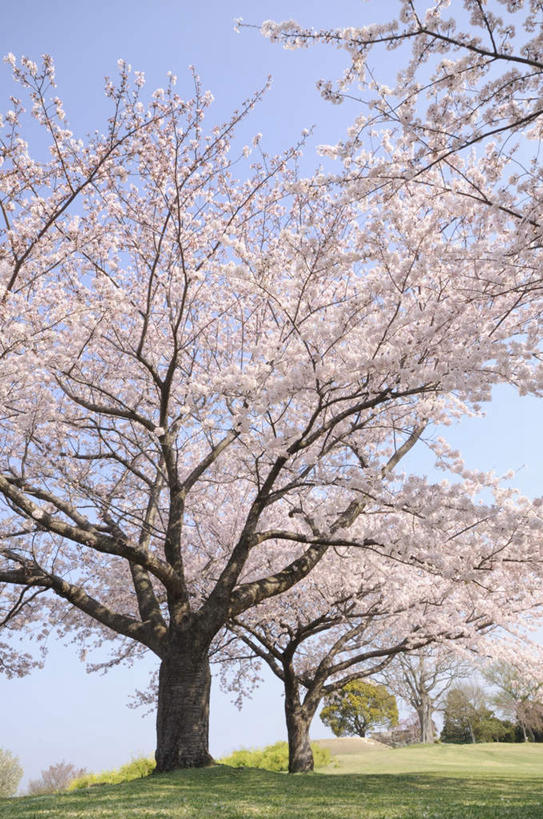 无人,竖图,室外,白天,正面,旅游,度假,草地,草坪,美景,植物,樱花,神奈川,日本,亚洲,一排,许多,阴影,朦胧,模糊,整齐,盛开,光线,影子,景观,神奈川县,花蕾,娱乐,草,花,花瓣,花朵,鲜花,树,树木,排列,蓝色,绿色,白色,蓝天,天空,阳光,自然,天,花苞,花蕊,享受,休闲,景色,放松,生长,晴朗,成长,队列,自然风光,东亚,本州,万里无云,关东地方,本州岛,日本国,仙樱花,福岛樱,青肤樱,晴空,晴空万里,荆桃,彩图