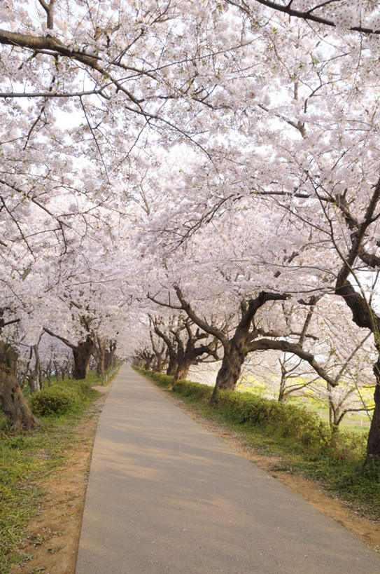 无人,竖图,室外,白天,正面,旅游,度假,草地,草坪,美景,植物,道路,路,公路,樱花,神奈川,日本,亚洲,许多,朦胧,模糊,盛开,景观,交通,神奈川县,花蕾,娱乐,草,花,花瓣,花朵,鲜花,绿色,白色,自然,花苞,花蕊,享受,休闲,景色,放松,自然风光,东亚,本州,关东地方,本州岛,日本国,仙樱花,福岛樱,青肤樱,马路,荆桃,彩图