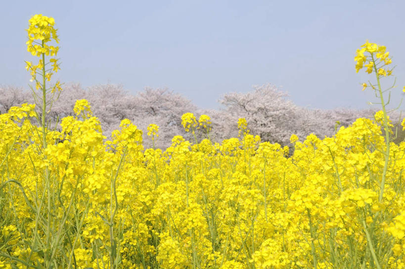 无人,横图,室外,白天,仰视,旅游,度假,花海,花圃,美景,植物,樱花,叶子,日本,亚洲,许多,朦胧,模糊,盛开,景观,花蕾,娱乐,花,花瓣,花朵,花卉,鲜花,蓝色,绿色,蓝天,天空,自然,花丛,花束,花田,天,花苞,花蕊,油菜花,享受,休闲,景色,放松,晴朗,自然风光,东亚,本州,万里无云,关东地方,本州岛,日本国,仙樱花,福岛樱,青肤樱,崎玉,崎玉县,晴空,晴空万里,荆桃,彩图,低角度拍摄,芸苔,芸薹