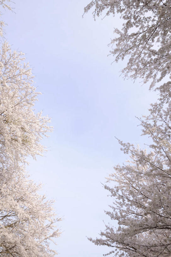 无人,竖图,室外,白天,仰视,旅游,度假,美景,树林,植物,东京,日本,亚洲,许多,朦胧,模糊,盛开,景观,梅花,花蕾,娱乐,花,花瓣,花朵,鲜花,树,树木,蓝色,绿色,白色,蓝天,天空,自然,天,花苞,花蕊,享受,休闲,景色,放松,生长,晴朗,成长,高雅,坚强,自然风光,东亚,本州,万里无云,关东地方,本州岛,日本国,东京都,梅,晴空,晴空万里,彩图,低角度拍摄