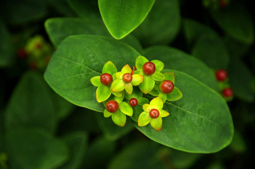 无人,横图,俯视,室外,特写,白天,旅游,美景,静物,叶子,日本,亚洲,朦胧,模糊,景观,绿叶,自然,嫩叶,景色,大阪,自然风光,东亚,本州,大阪府,本州岛,日本国,近畿地方,近畿,叶,叶片,彩图,高角度拍摄,游览