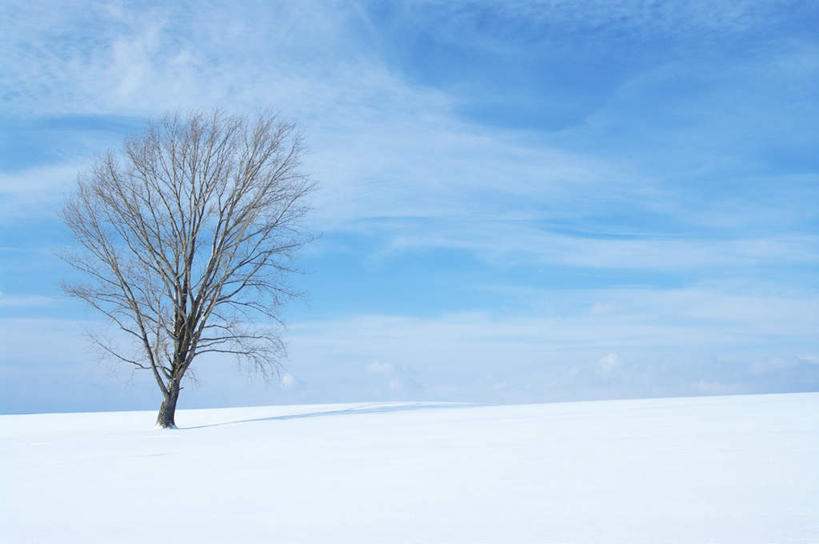 无人,横图,室外,白天,正面,旅游,度假,美景,雪,植物,大雪,北海道,日本,亚洲,一棵,阴影,光线,影子,积雪,景观,雪景,云,云朵,冬季,冬天,云彩,娱乐,树,树木,蓝色,绿色,白云,蓝天,天空,阳光,自然,天,享受,休闲,景色,放松,寒冷,生长,成长,自然风光,东亚,日本国,北海道地方,北海道岛,严寒,彩图