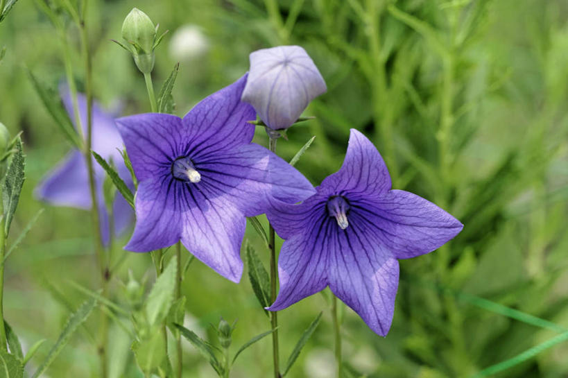 无人,横图,室外,特写,白天,正面,爱情,旅游,度假,草地,草坪,美景,植物,叶子,日本,亚洲,阴影,朦胧,模糊,盛开,光线,影子,景观,绿叶,花蕾,娱乐,草,花,花瓣,花朵,鲜花,两朵,绿色,紫色,阳光,自然,花苞,花蕊,享受,休闲,嫩叶,景色,放松,桔梗花,僧冠帽,自然风光,柔顺,东亚,本州,本州岛,日本国,近畿地方,近畿,滋贺,滋贺县,六角荷,永恒,梗草,悲哀,诚实,无望,叶,叶片,彩图