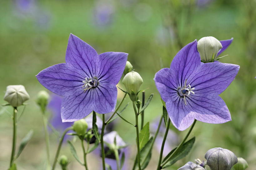 无人,横图,室外,特写,白天,正面,爱情,旅游,度假,草地,草坪,美景,植物,叶子,日本,亚洲,许多,阴影,朦胧,模糊,盛开,光线,影子,景观,绿叶,花蕾,娱乐,草,花,花瓣,花朵,鲜花,绿色,紫色,阳光,自然,花苞,花蕊,享受,休闲,嫩叶,景色,放松,桔梗花,僧冠帽,自然风光,柔顺,东亚,本州,本州岛,日本国,近畿地方,近畿,滋贺,滋贺县,六角荷,永恒,梗草,悲哀,诚实,无望,叶,叶片,彩图
