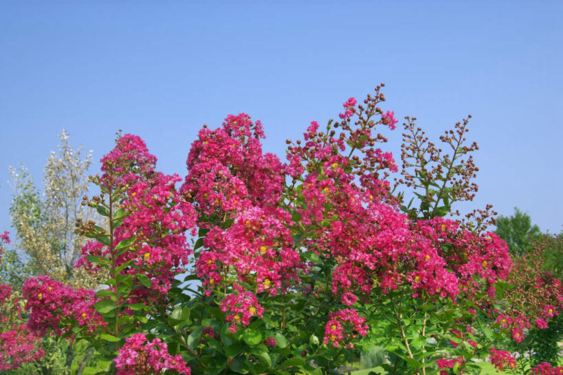 无人,横图,室外,白天,仰视,旅游,度假,美景,叶子,日本,亚洲,许多,阴影,盛开,光线,影子,景观,云,云朵,绿叶,花蕾,云彩,娱乐,花,花瓣,花朵,鲜花,粉色,蓝色,白云,蓝天,天空,阳光,自然,天,花苞,花蕊,享受,休闲,嫩叶,景色,放松,自然风光,东亚,本州,本州岛,日本国,近畿地方,近畿,滋贺,滋贺县,琴柱草,叶,叶片,彩图,低角度拍摄