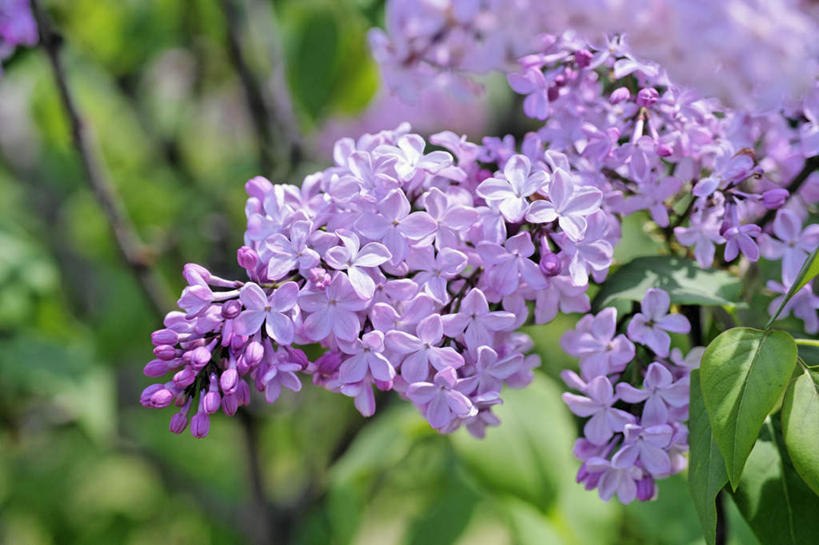 无人,横图,室外,特写,白天,正面,旅游,度假,美景,叶子,日本,亚洲,许多,阴影,朦胧,模糊,盛开,光线,影子,景观,绿叶,花蕾,娱乐,花,花瓣,花朵,鲜花,紫色,阳光,自然,花苞,花蕊,享受,休闲,嫩叶,景色,放松,大阪,自然风光,光辉,东亚,本州,大阪府,本州岛,日本国,近畿地方,近畿,初恋,愁绪,愁怨,华北紫丁香,龙梢子,丁香,紫丁香,叶,叶片,彩图