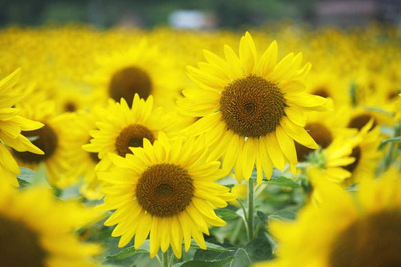 无人,横图,俯视,室外,特写,白天,爱情,旅游,度假,幸福,美景,太阳,向日葵,叶子,日本,亚洲,许多,朦胧,模糊,盛开,景观,绿叶,花蕾,娱乐,花,花瓣,花朵,鲜花,黄色,自然,花苞,花蕊,享受,休闲,嫩叶,景色,放松,自然风光,光辉,东亚,沉默,忠诚,本州,本州岛,日本国,近畿地方,近畿,兵库,兵库县,勇敢,投缘,爱慕,高傲,朝阳花,葵花,望日莲,向阳花,转日莲,叶,叶片,彩图,高角度拍摄