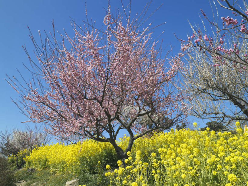 无人,横图,室外,白天,仰视,旅游,度假,草地,草坪,美景,植物,樱花,日本,亚洲,阴影,盛开,光线,影子,景观,云,云朵,花蕾,云彩,娱乐,草,花,花瓣,花朵,鲜花,树,树木,蓝色,绿色,白色,白云,蓝天,天空,阳光,自然,天,花苞,花蕊,油菜花,享受,休闲,景色,放松,生长,成长,自然风光,东亚,本州,本州岛,日本国,近畿地方,近畿,兵库,兵库县,仙樱花,福岛樱,青肤樱,荆桃,彩图,低角度拍摄,芸苔,芸薹
