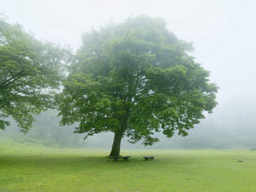 无人,横图,室外,白天,正面,旅游,度假,草地,草坪,美景,山,山脉,植物,雾,秋田县,日本,亚洲,阴影,朦胧,模糊,光线,影子,景观,山峰,云,云朵,山峦,云彩,娱乐,草,树,树木,蓝色,绿色,白云,蓝天,天空,阳光,自然,群山,天,享受,休闲,景色,放松,生长,成长,迷雾,自然风光,东亚,本州,本州岛,日本国,秋田,东北地方,大雾,彩图
