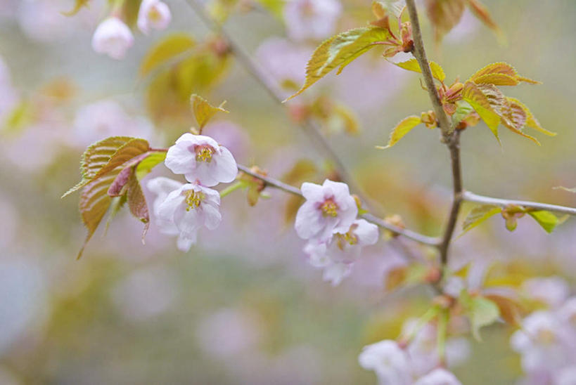 无人,横图,俯视,室外,特写,白天,旅游,度假,美景,植物,樱花,长野县,日本,亚洲,阴影,朦胧,模糊,盛开,光线,影子,景观,花蕾,娱乐,花,花瓣,花朵,鲜花,树,树木,绿色,白色,阳光,自然,花苞,花蕊,享受,休闲,景色,放松,生长,成长,自然风光,东亚,本州,本州岛,日本国,中部地方,长野,仙樱花,福岛樱,青肤樱,荆桃,彩图,高角度拍摄
