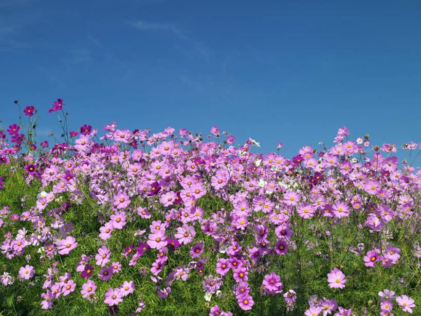 无人,横图,室外,白天,仰视,旅游,度假,自由,幸福,草地,草坪,美景,植物,日本,亚洲,阴影,盛开,光线,影子,景观,云,云朵,波斯菊,花蕾,云彩,娱乐,草,花,花瓣,花朵,鲜花,粉色,蓝色,绿色,白云,蓝天,天空,阳光,自然,天,花苞,花蕊,清洁,享受,休闲,菊花,景色,放松,大波斯菊,吉祥,自然风光,东亚,本州,本州岛,日本国,近畿地方,近畿,兵库,兵库县,高洁,秋英,格桑花,秋樱,扫帚梅,八瓣梅,初恋,多情,彩图,低角度拍摄,时光