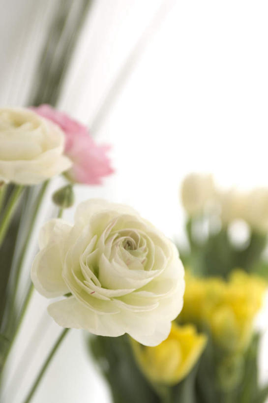 无人,竖图,俯视,室内,特写,白天,爱情,幸福,纯洁,热情,玫瑰,阴影,朦胧,模糊,盛开,光线,影子,玫瑰花,浪漫,花蕾,花,花瓣,花朵,鲜花,粉色,黄色,白色,阳光,花苞,花蕊,温暖,温馨,恩爱,和睦,感动,尊敬,天真,刺玫花,徘徊花,彩图,高角度拍摄,融洽