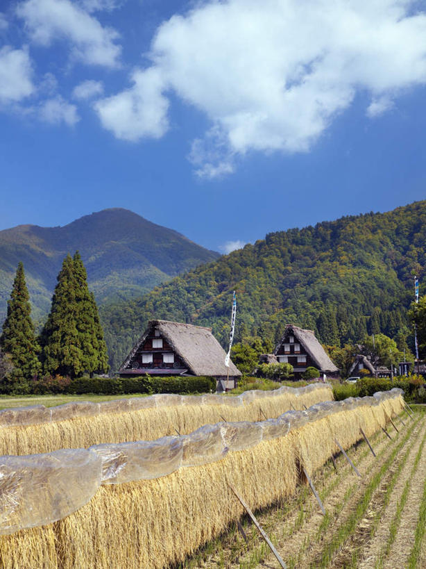 无人,家,农田,竖图,室外,白天,正面,旅游,度假,庄稼,农作物,小麦,草地,草坪,美景,森林,树林,植物,日本,亚洲,阴影,光线,影子,房屋,屋子,景观,云,云朵,谷物,云彩,娱乐,楼房,住宅,草,树,树木,蓝色,绿色,白云,蓝天,天空,阳光,自然,天,享受,休闲,金色,稻谷,稻子,景色,放松,麦子,生长,成长,自然风光,东亚,本州,本州岛,日本国,东北地方,福岛,福岛县,彩图,耕地,庄稼田,房子