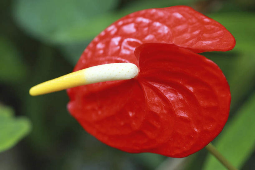 无人,横图,俯视,室外,特写,白天,旅游,度假,热情,美景,叶子,东京,日本,亚洲,阴影,朦胧,模糊,盛开,光线,影子,景观,火鹤花,绿叶,安祖花,花蕾,娱乐,花,花瓣,花朵,鲜花,一朵,红色,阳光,自然,花苞,花蕊,享受,休闲,嫩叶,景色,放松,红掌,花烛,自然风光,东亚,本州,关东地方,本州岛,日本国,东京都,红鹤芋,猪尾花,烛台花,蜡烛花,大展宏图,热血,叶,叶片,彩图,高角度拍摄