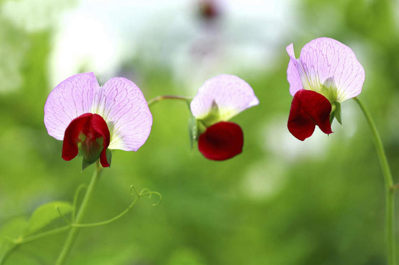 无人,横图,室外,特写,白天,仰视,旅游,度假,草地,草坪,美景,植物,叶子,日本,亚洲,三朵,阴影,朦胧,模糊,盛开,光线,影子,景观,绿叶,香豌豆,花蕾,娱乐,草,花,花瓣,花朵,鲜花,红色,绿色,阳光,自然,花苞,花蕊,享受,休闲,嫩叶,景色,放松,豌豆花,自然风光,东亚,本州,关东地方,本州岛,日本国,崎玉,崎玉县,腐香豌豆,花豌豆,叶,叶片,彩图,低角度拍摄