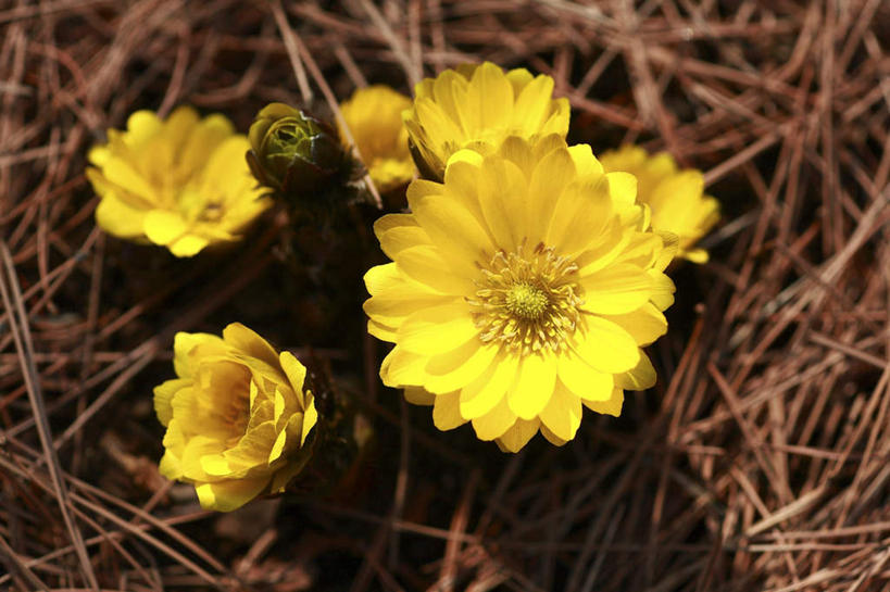 无人,横图,俯视,室外,特写,白天,旅游,度假,美景,叶子,东京,日本,亚洲,许多,阴影,朦胧,模糊,盛开,光线,影子,景观,绿叶,花蕾,娱乐,花,花瓣,花朵,鲜花,黄色,阳光,自然,花苞,花蕊,享受,休闲,嫩叶,景色,放松,自然风光,东亚,本州,关东地方,本州岛,日本国,东京都,福寿草,叶,叶片,彩图,高角度拍摄