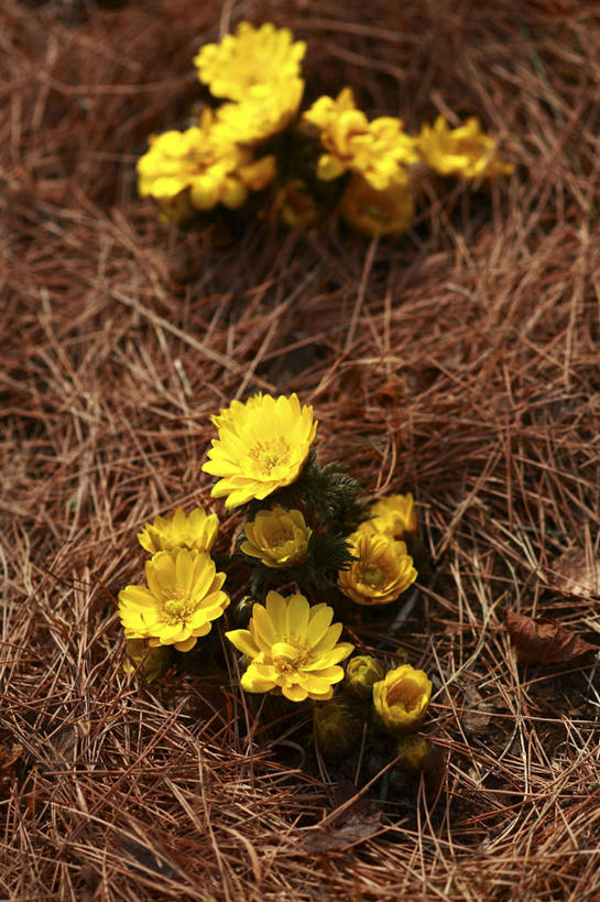 无人,竖图,俯视,室外,特写,白天,旅游,度假,美景,叶子,东京,日本,亚洲,许多,阴影,朦胧,模糊,盛开,光线,影子,景观,绿叶,花蕾,娱乐,花,花瓣,花朵,鲜花,黄色,阳光,自然,花苞,花蕊,享受,休闲,嫩叶,景色,放松,自然风光,东亚,本州,关东地方,本州岛,日本国,东京都,福寿草,叶,叶片,彩图,高角度拍摄