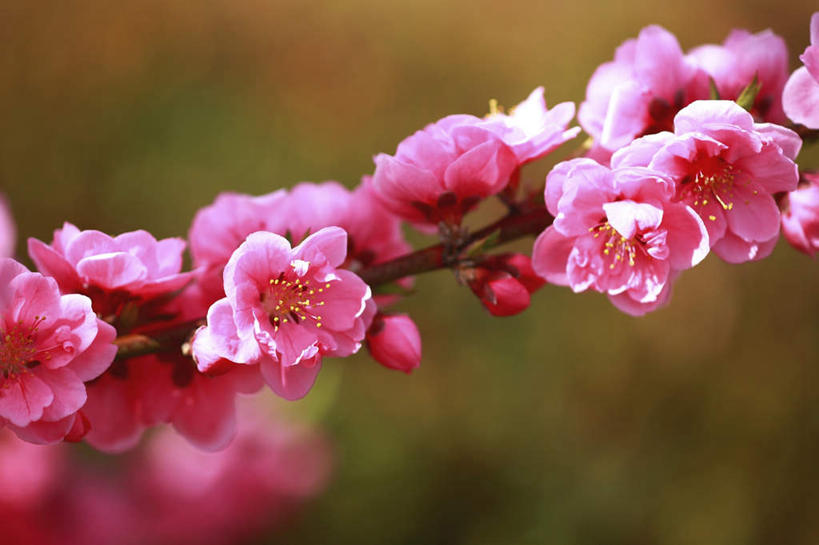 无人,横图,室外,特写,白天,正面,爱情,旅游,度假,美景,树林,植物,桃花,日本,亚洲,阴影,朦胧,模糊,盛开,光线,影子,景观,花蕾,娱乐,花,花瓣,花朵,鲜花,树,树木,粉色,绿色,阳光,自然,花苞,花蕊,享受,休闲,景色,放松,生长,成长,俘虏,自然风光,东亚,本州,关东地方,本州岛,日本国,崎玉,崎玉县,彩图