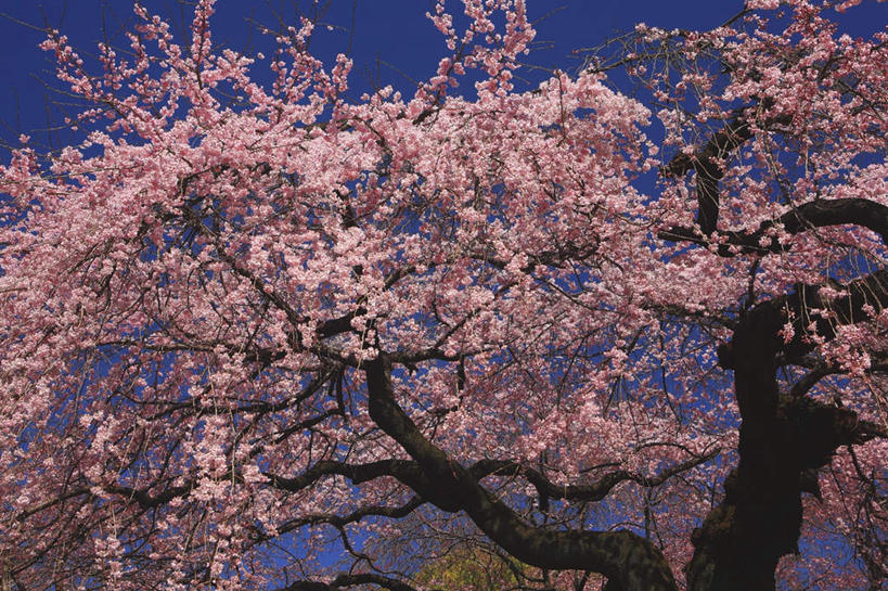 无人,横图,室外,白天,仰视,爱情,旅游,度假,美景,植物,桃花,日本,亚洲,许多,阴影,盛开,光线,影子,景观,花蕾,娱乐,花,花瓣,花朵,鲜花,树,树木,粉色,蓝色,绿色,蓝天,天空,阳光,自然,天,花苞,花蕊,享受,休闲,景色,放松,生长,晴朗,成长,俘虏,自然风光,东亚,本州,万里无云,关东地方,本州岛,日本国,崎玉,崎玉县,晴空,晴空万里,彩图,低角度拍摄